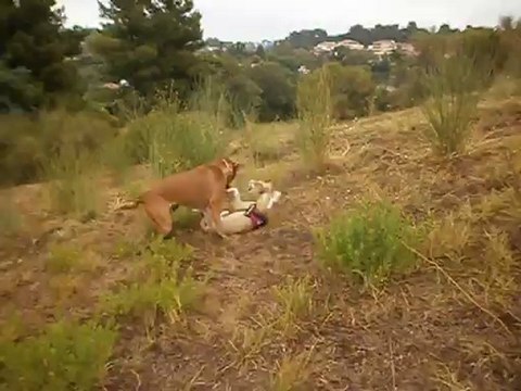 Redden et Eros au terrain 09-2012