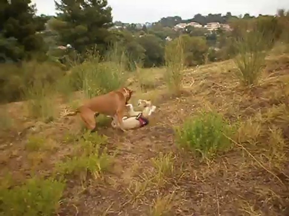 Redden et Eros au terrain 09-2012