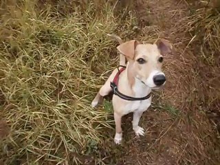 Redden et Eros au terrain 09-2012 N° 4