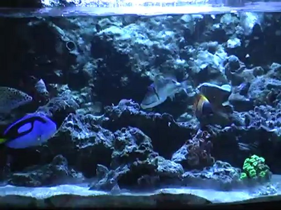 aquarium d'eau de mer bombé odyssee aquarium www.aquas.fr