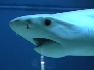 Oceanarium w Mielnie