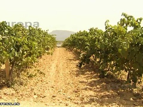 Excelente calidad de la uva del cava en el inicio de la vendima