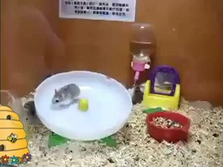 Наспидани хрчаци