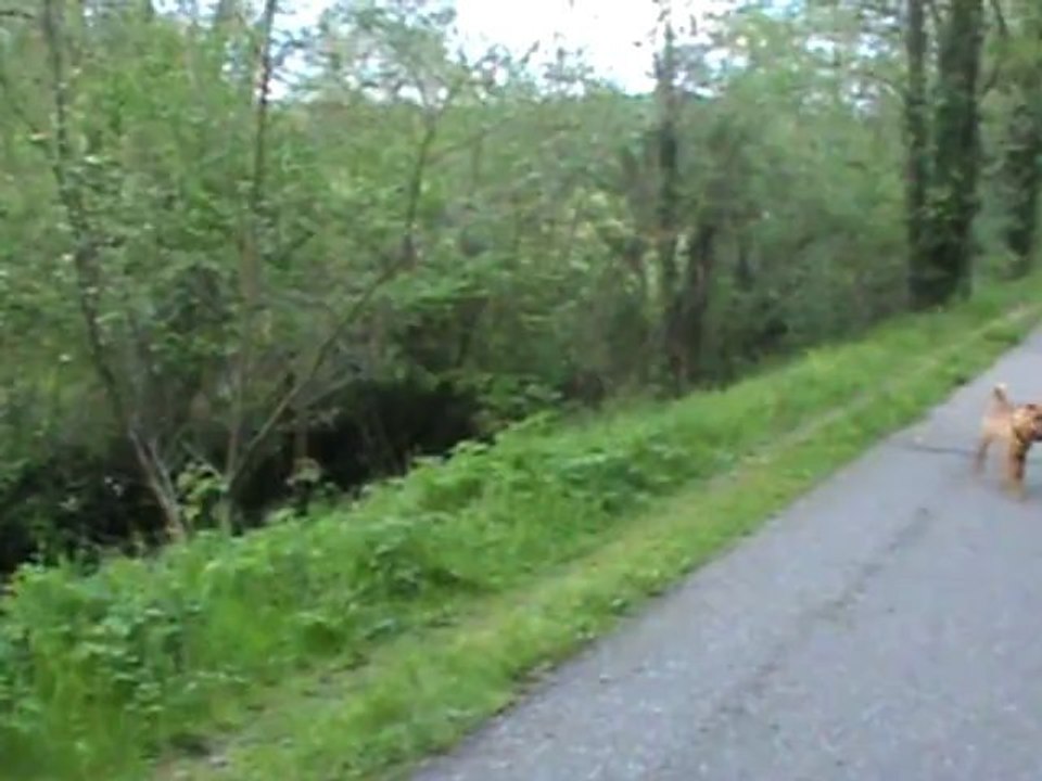 traction de chien loup