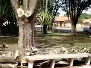 Destruição de arvores, em praça publica, pelo padre Adão