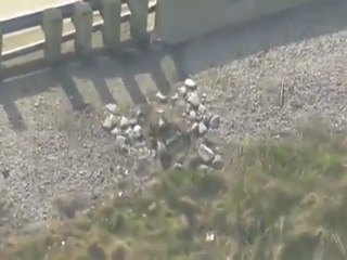 Смотреть Утки пересекают дорогу онлайн