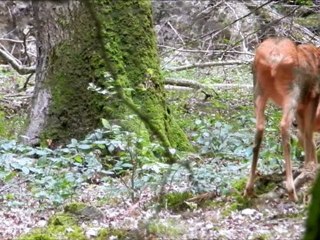 Période de sevrage chez les chevreuils