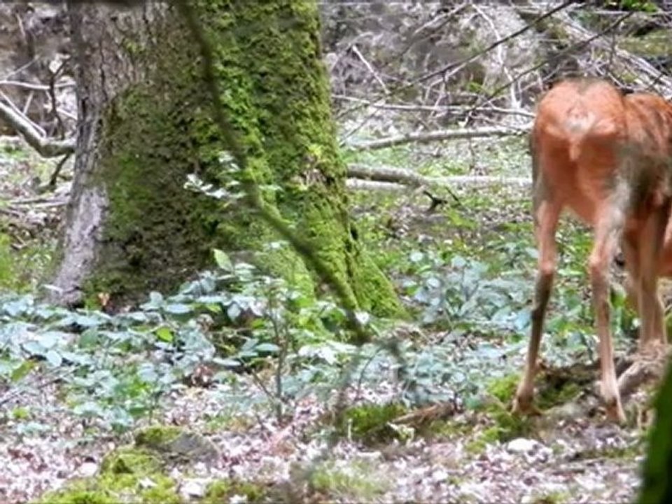 Période de sevrage chez les chevreuils