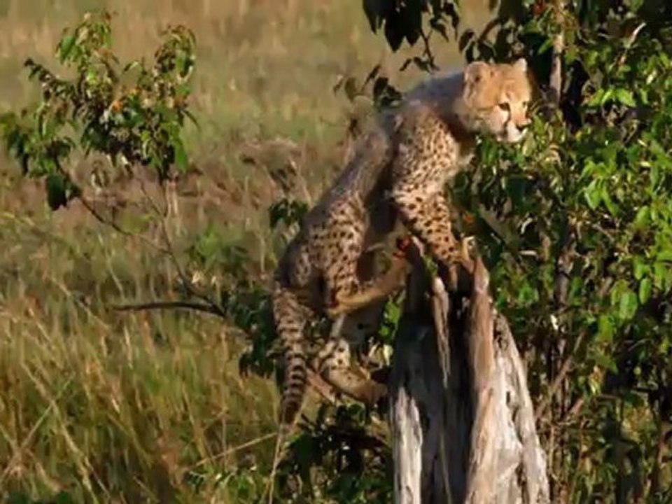 Protector de pantalla - Cerditos y Tigres