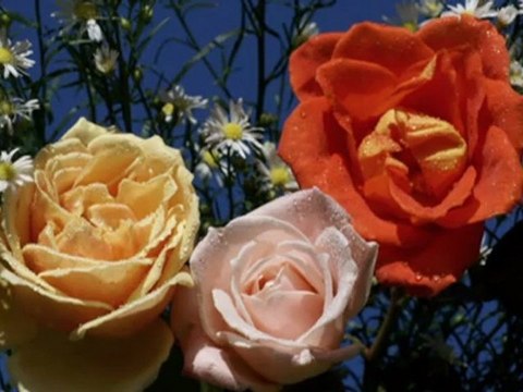 Kırmızı Gülün Alı Var...Hicaz