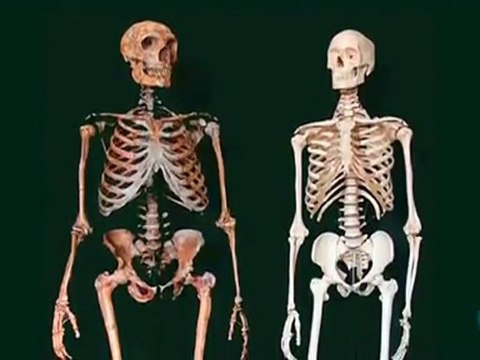 Neandertales: ¿Primos lejanos o hermanos?