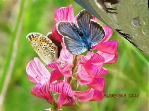 İSMAİL AVCI + Ardahan Kars ığdır Resimleri @ MEHMET ALİ ARSLAN Videos