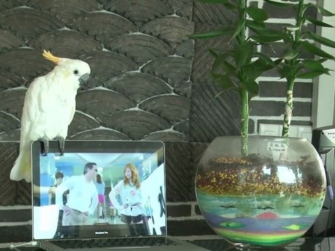 Perroquet Gangnam Style