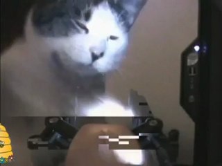 Мачка VS Робот