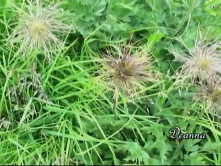 SUI MONTI ALPINI...IL PASSATO