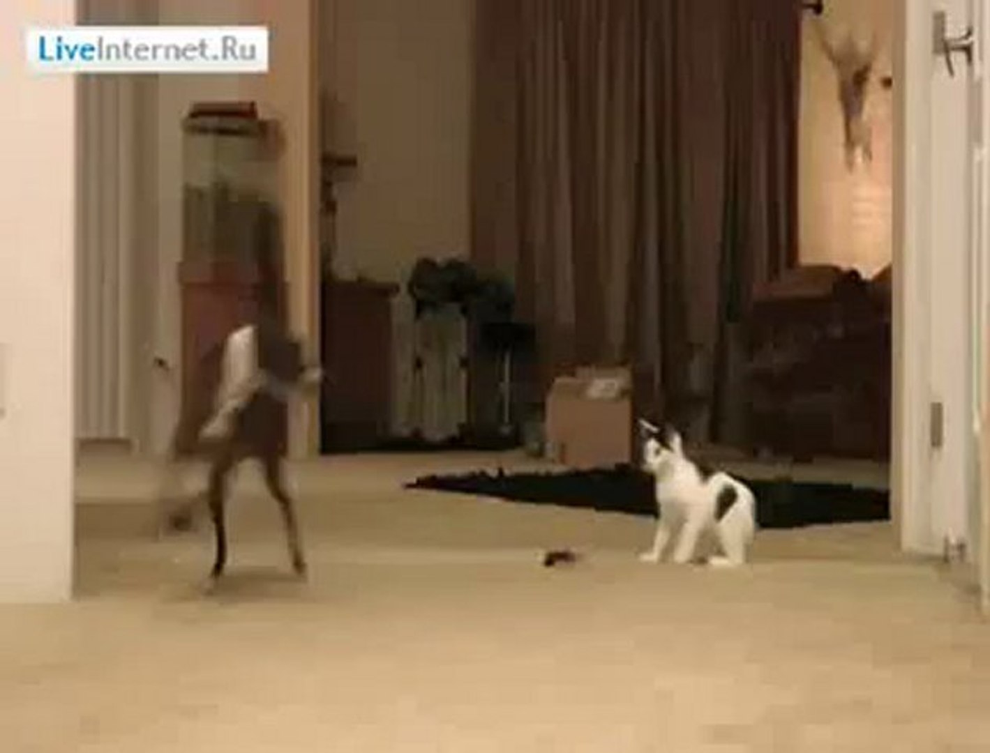 Шустрые игры с котёнком