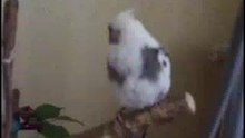 vidéo chant