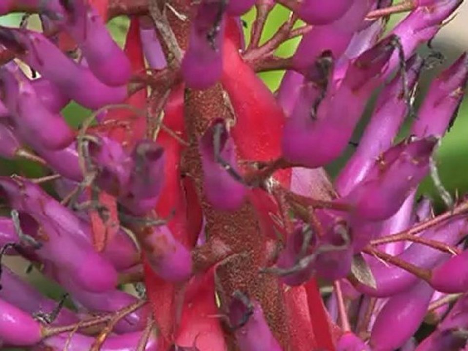 Costa Rica Reisen Abenteuer 2012