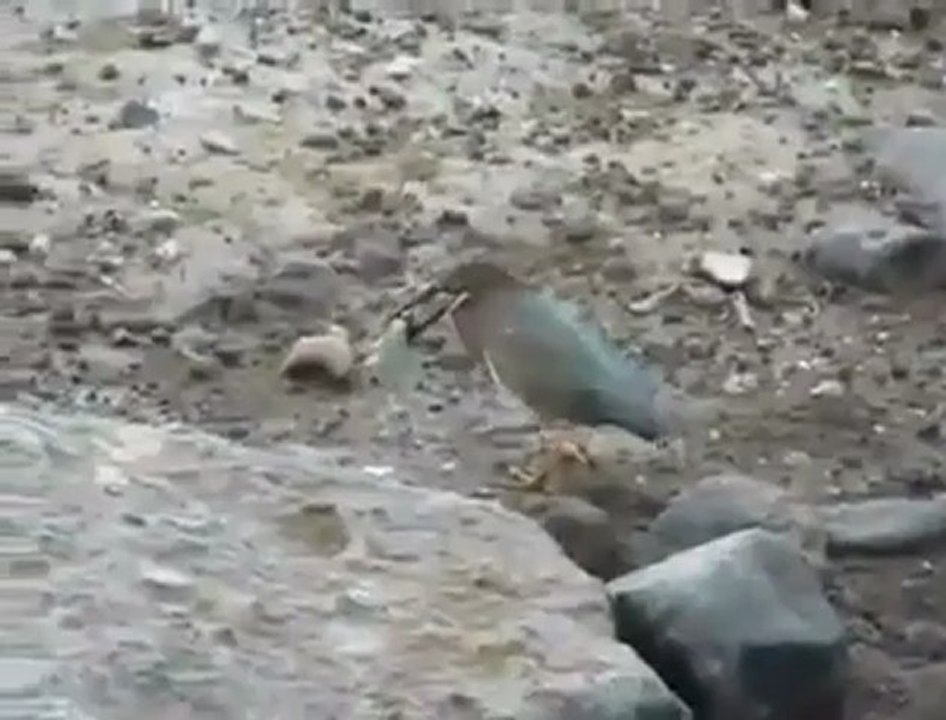 balık avlamaya çalışan akıllı kuş,görenleri hayrete düşürüyor.
