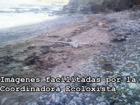 Basuras y animales muertos en playas de Viodo y Llumeres