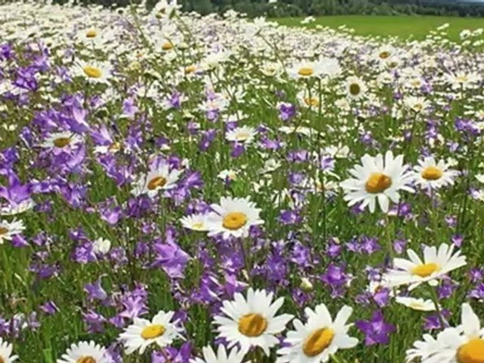 Ромашка белая поет Михаил Михайлов.