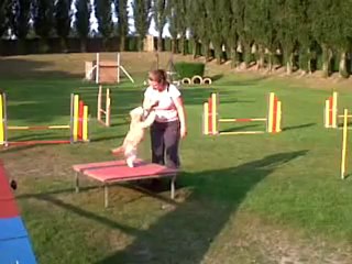 suite entraînement agility