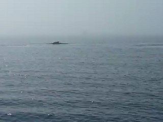 les baleines des Bergeronnes