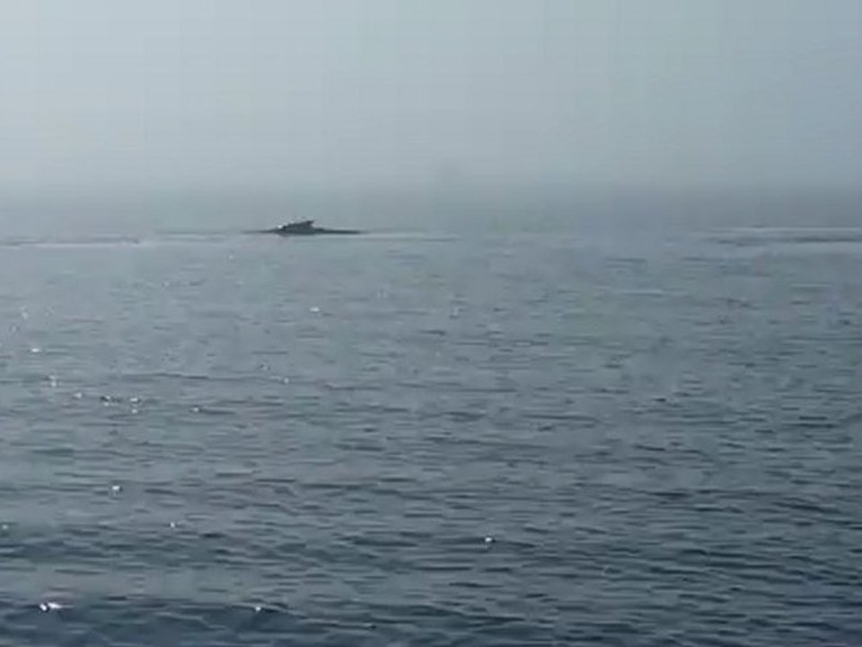 les baleines des Bergeronnes