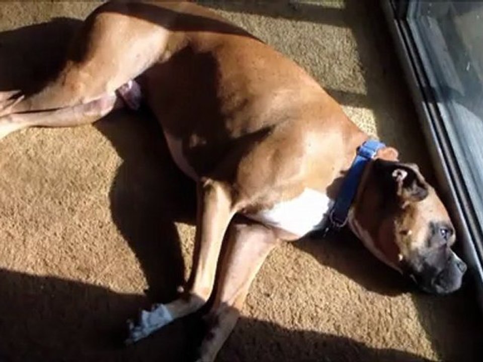 Sleepy Dog