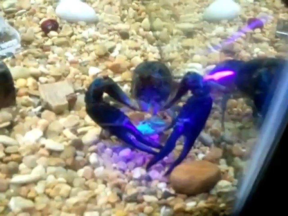 Scorpion VS Crayfish VS Puffer Fish