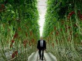 Raymond Blanc's Kitchen Secrets S01E08 Tomatoes