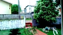 Попугай охраняет дом как собака