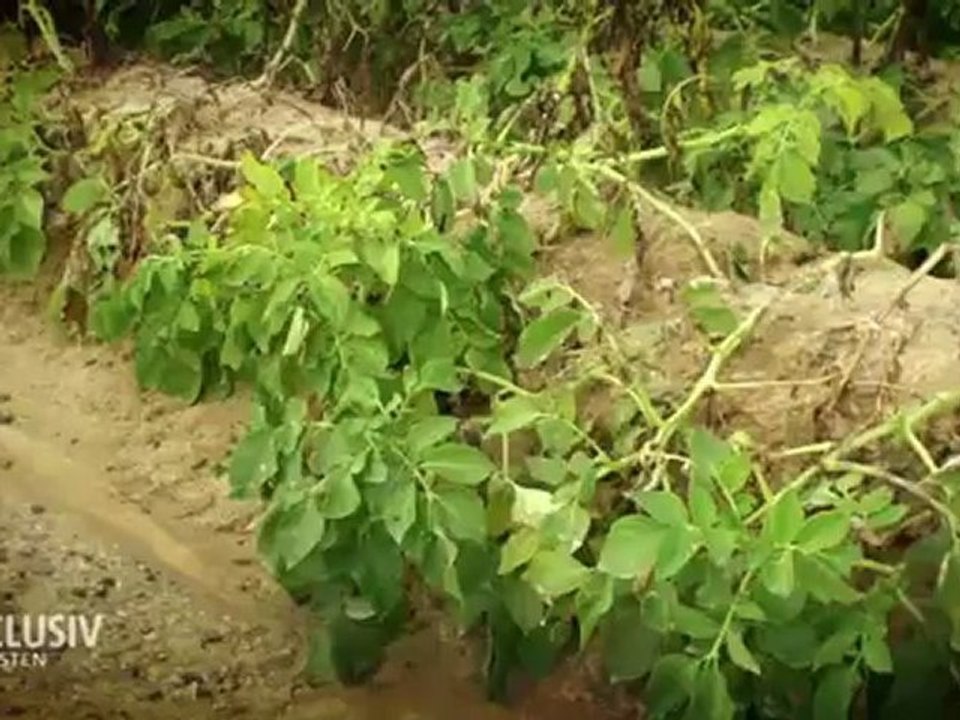 Wie.billig.kann.bio.sein