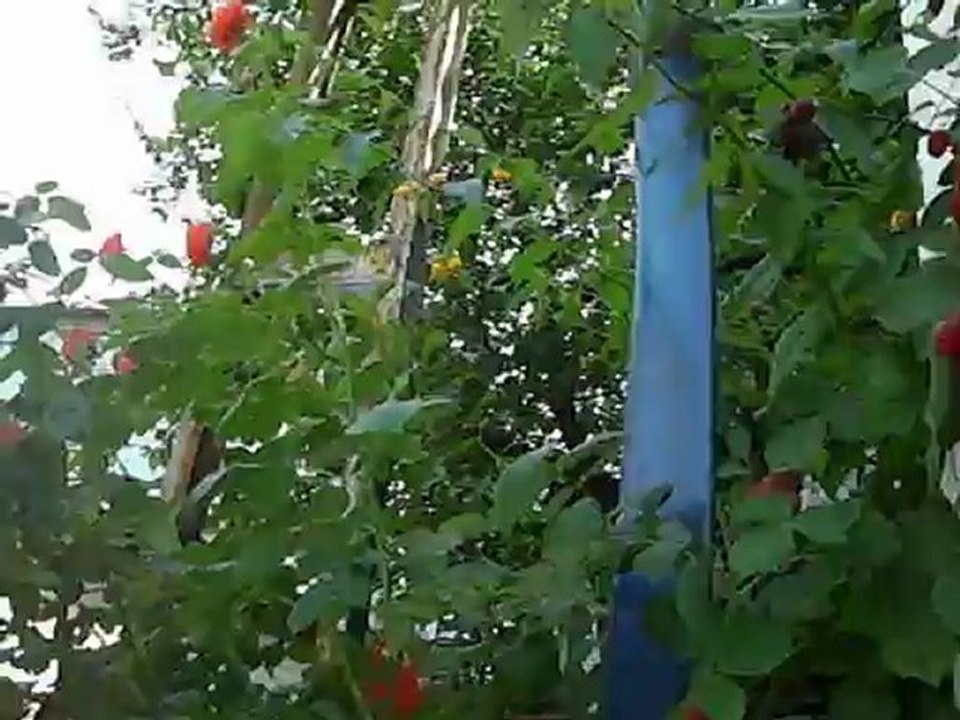 Gemiç Köylüler Candemir Market