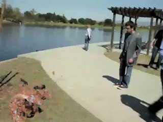 Attaque de papillon #1