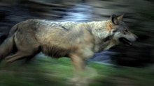 Le lynx, le loup et nous! BA