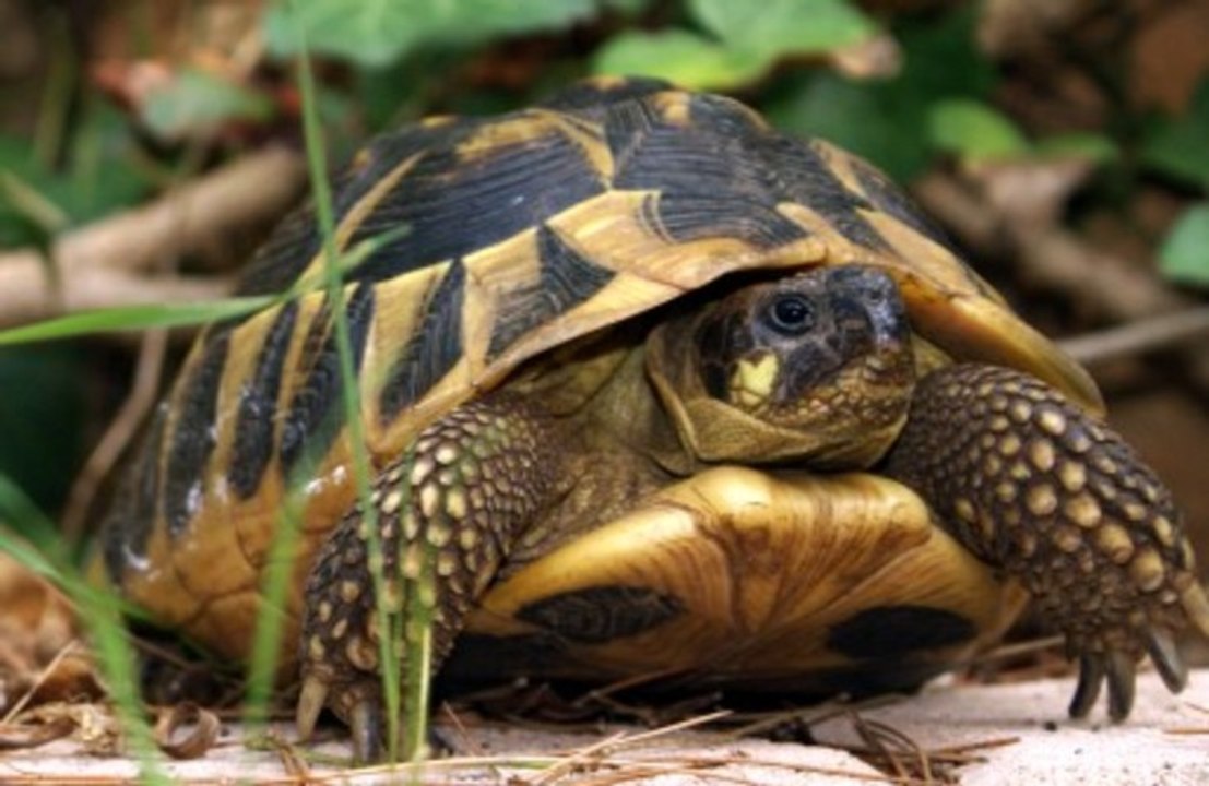 Les Tortues