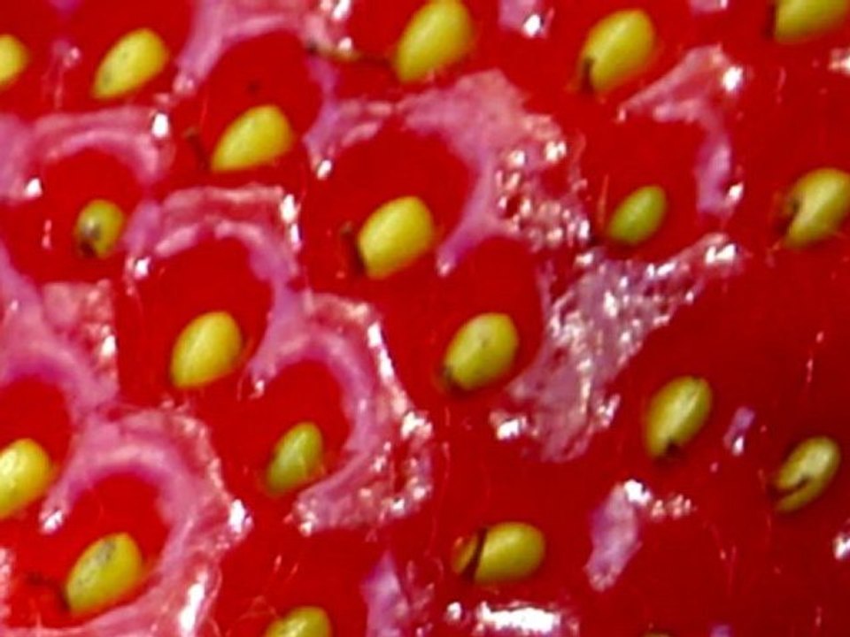 KRTW les  fraises