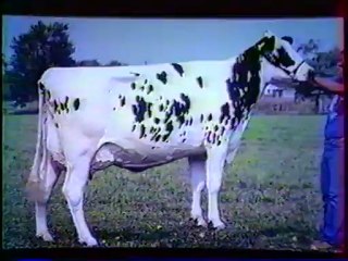 Qu'est-ce-que Le Caractère Laitier - Vidéo réalisée par BOVEC en 1989