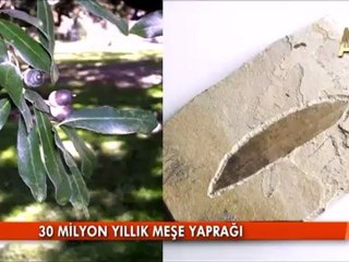 FOSİLLER "EVRİM YOK" DİYOR