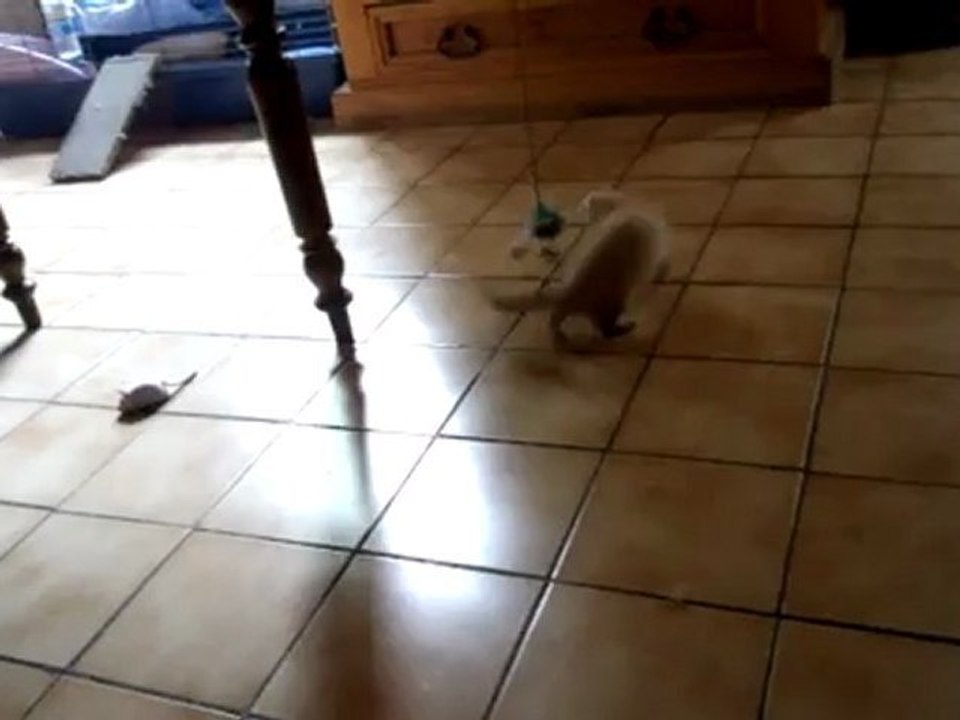 crokette (furette à adopter) le 5/9/12