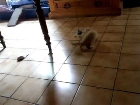 crokette (furette à adopter) le 5/9/12