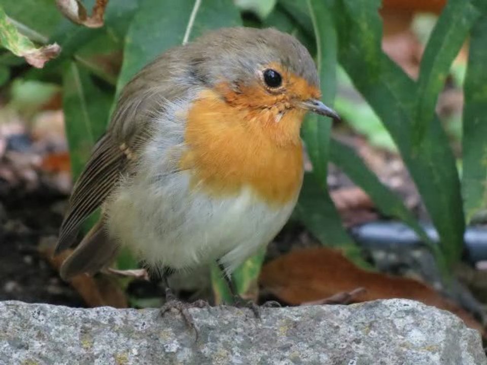 Le Rouge Gorge au Jardin botanique du Mazet