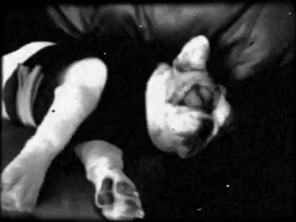 Sleeping dog