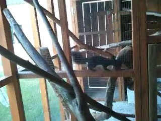 p'tit biscuit écureuil du japon