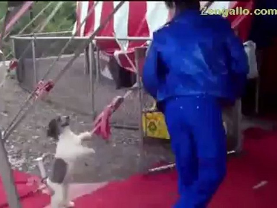 VIDEO: America's Got Talent - The Olate Dogs - Among Best in Show