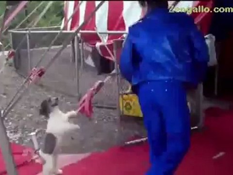 VIDEO: America's Got Talent - The Olate Dogs - Among Best in Show