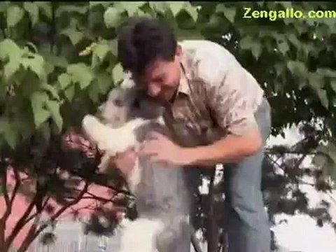 VIDEO: WATCH: Olate Dogs Among Best in Show on America's Got Talent