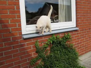 Daisy vil gerne igennem ruden, for Liva er på den anden side.