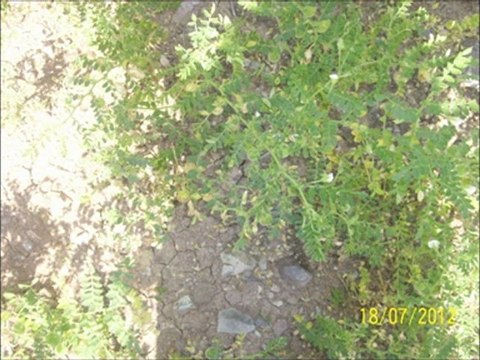 AHMET AKGÜL AMASYA GÖYNÜCEK ALAN KÖYÜ